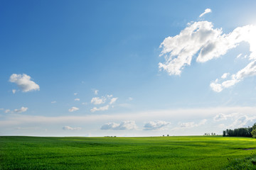 Countryside field natural background. Green grass and blue sky. Cloudscape in sunny day. Russia.