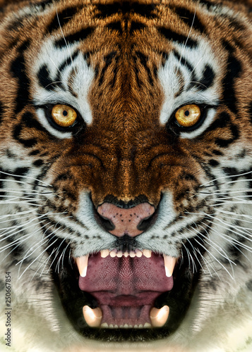 Angry Tiger Face Wallpaper Stock Photo And Royalty Free Images On