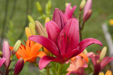 Asiatic lily grouping