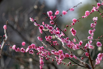 Pink plum blossom, Japanese apricot, Ume
