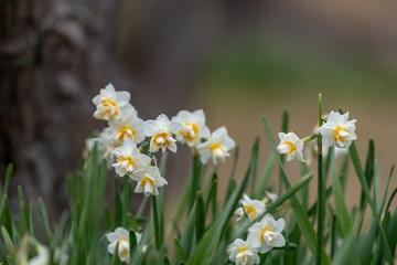 Narcissus daffodil flower
