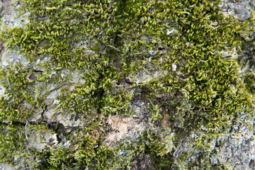Fototapeta premium green moss texture on the tree bark