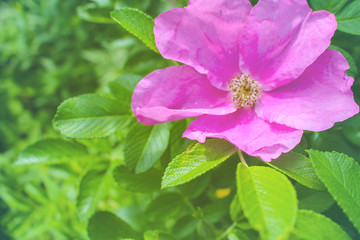 spring and summer flowers on natural background
