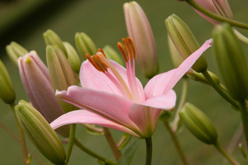 Fototapeta premium pink asiatic lily budding