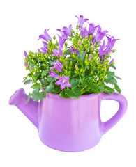 Purple bell flowers in a little purple watering can isolated on white background