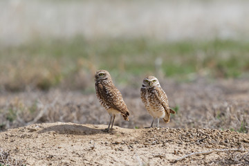 Burrowing Owls on the Colorado Plaines