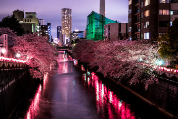 Hanami at Kanda River in Tokyo -  神田のお花見