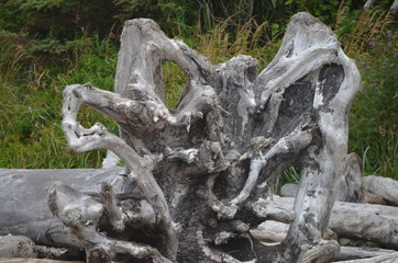 Fototapeta na wymiar Weathered root