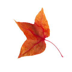 Dried maple leaves isolated over white background.