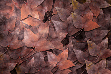 Dried maple leaves on maple leaves background