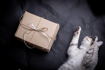 Background with gift box and cat