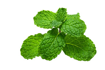 fresh mint isolated on white background