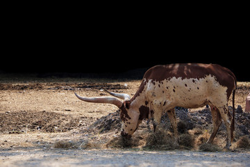 Texas longhorn cow in a nature park.