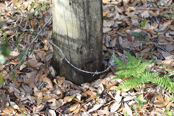 Fototapeta premium Old Barb Wire