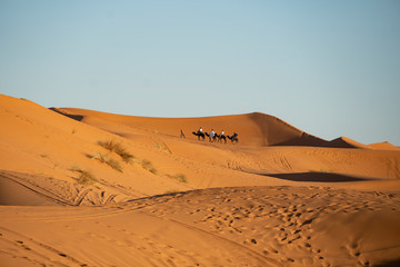 Fototapeta na wymiar Hochzeits-Karawane in der marrokanischen Wüste