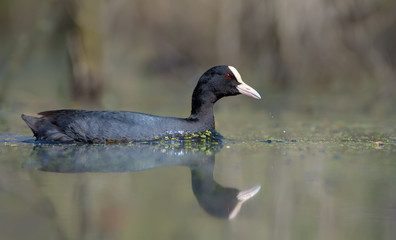 Female Eurasian Coot swims quickly in spring water of forest pond