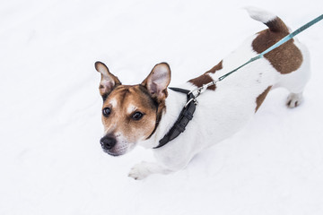 Running dog on the white snow