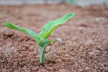 The small banana tree that was born.