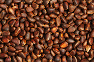 Pine nut in the shell close-up. Texture Macro