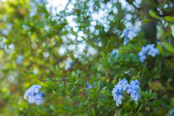 Plumbago blue flowers background