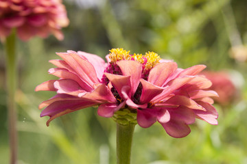 coral zinnia