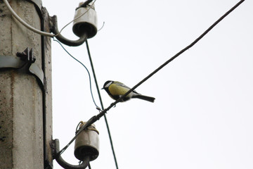 Bird on the wires