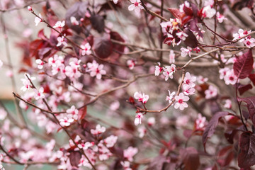 Fototapeta na wymiar Plum tree flower blossom.