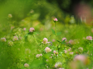 Flowering clover at the background