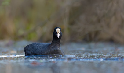 Male Eurasian Coot swims toward camera on spring water surface of forest lake