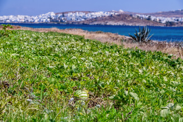 Greek watermalon on Paros island, Greece