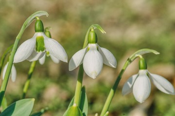 Fototapeta premium a blooming bouquet of snowdrops, they delight in the shape of the white petals, the favorite flower in the gardens