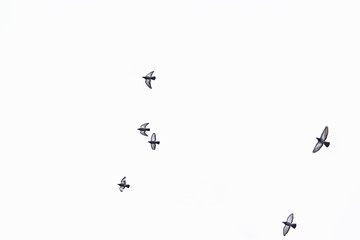 Flying doves on the white sky in the city