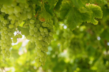 View of vineyard with ripe grapes at sunset.
