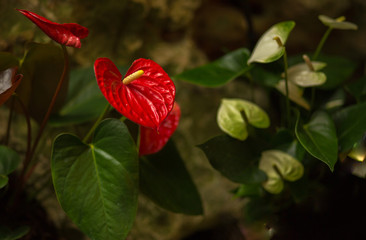 Anthurium red flower background.