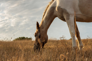Horse grazing in a pasture with grass.