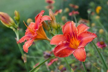 double orange daylily