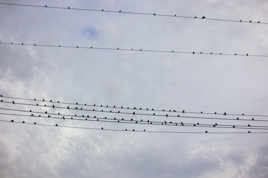 Group of birds holding on a cable close up.