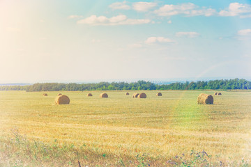 Bales of hay on the field in front of forest in sunlight