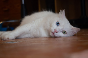 White cat with heterochromia lying on the floor of house and looked to the side