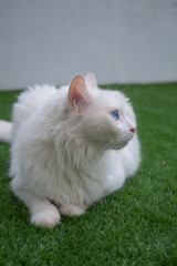 White cat with heterochromia lying on grass and looking to the side