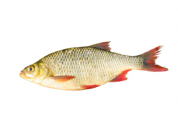 Fish with red fins isolated on a white background