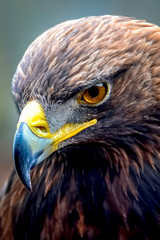 Portrait of an Eagle