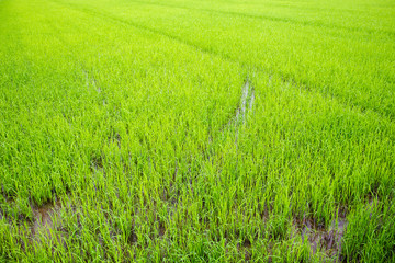 Landscape of beautiful Golden Jasmine rice field in Asia.