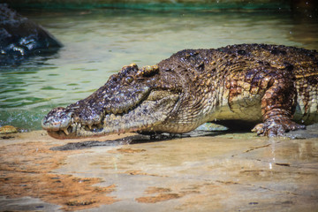 Scary Crocodile is crawling to basking in the pond at the crocodile farm.
