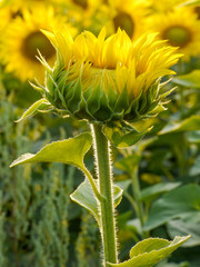 Fototapeta na wymiar sonflower standing alone at sunflower field