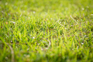 Green grass with a drops of dew close up.