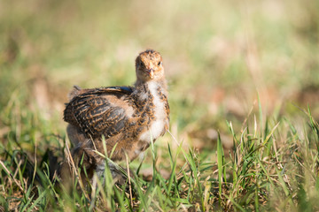 junges Hühnerküken
