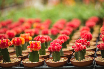 Chin cactus rows 