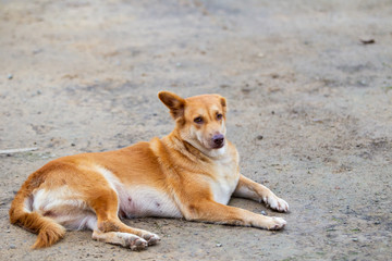 Stray dog stay on the ground close up.