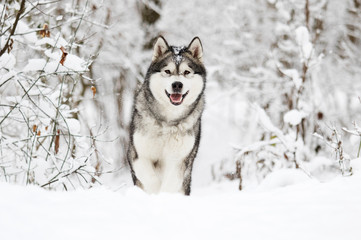 dog on a winter walk in the snow